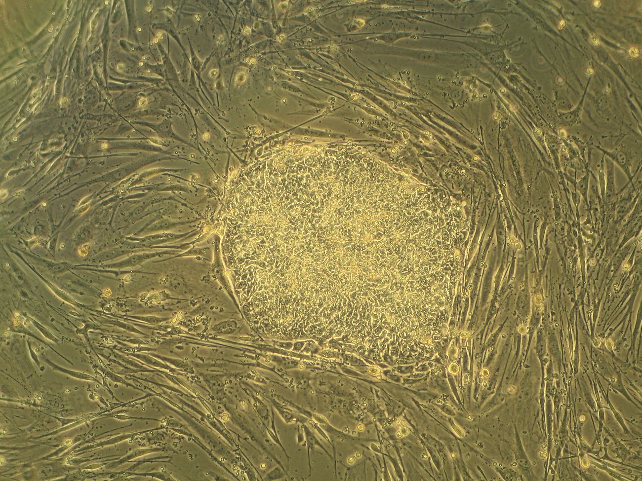 A colony of embryonic stem